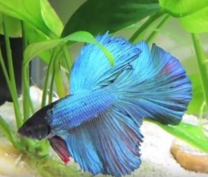 Best Substrates For Bettas