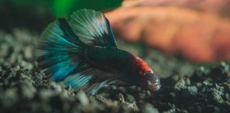 Substrates For Bettas