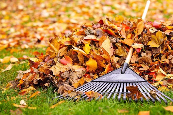 Leaf Removal Services Texas